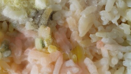 A dismal sight unfolds as rice grains play host to a grotesque display of mold. Black, green, and...