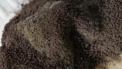 Dark spore clusters and white mycelium filaments sprawl over the bread, a testament to fungal conquest. Advanced spoilage weaves its web, transforming freshness into decay. Fungus background.
