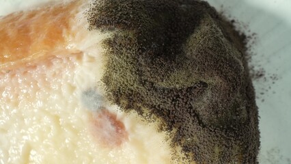 Mold and fungus thrive on bread, festering dark spore clusters amidst ghostly white mycelium,...
