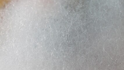 A close-up reveals a sinister landscape on bread: white, thread-like mold hyphae sprawl, signaling decay's advance. Air and moisture nurture this fungal invasion. Mold background.
