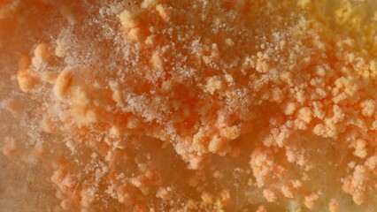 A close-up unveils a mosaic of mold and fungus on bread, with dense, fluffy clusters adorned in shades of orange and yellow, hinting at the presence of a myriad of mold varieties. Fungal background.
