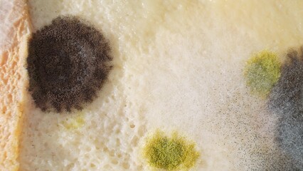 Zoom in on bread, a mosaic of mold emerges. Dark patches of black mold contrast with vivid greens...