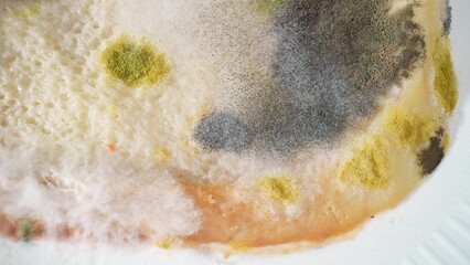 Close-up, bread becomes a universe of mold, a kaleidoscope of colors. Black tendrils sprawl like...