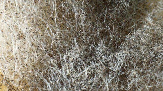 A microscopic examination reveals a labyrinth of hyphae, resembling intricate highways, interwoven across the bread's surface, adorned with countless minute black spores. Fungal background.
