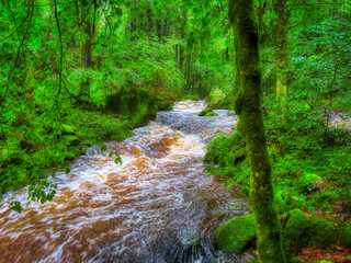 stream in the forest