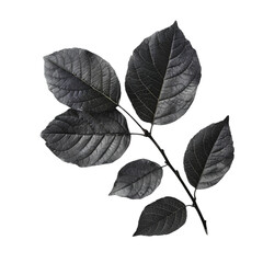 black leaves isolated on white background