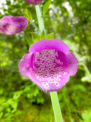 pink flower in the garden