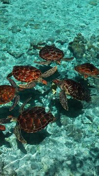 4K vertical: Sea turtles in a natural cave in blue clear water, Indian ocean, Zanzibar, Tanzania