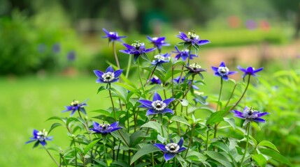Vibrant blue columbine flowers blooming in lush garden
