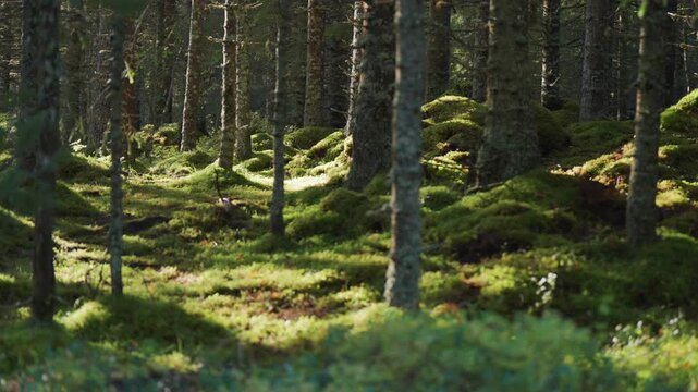 The enchanting beauty of sunlight streaming through the forest canopy, illuminating the moss-covered forest floor below, creating a serene and magical woodland scene.