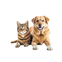 Obraz premium happy dog and cat sitting together, looking at camera isolated on white background