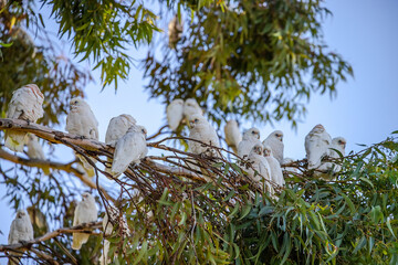Several white Little Corella parrots sit on green tree branch in blue sky background in a park in Adelaide, Australia