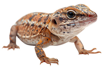 Naklejka premium View from side of worm lizard isolated on white background