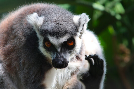 Lemur