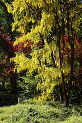 Laburnum golden chain tree in Germany