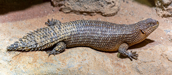Close-up view of a Gidgee Skink (Egernia stokesii)