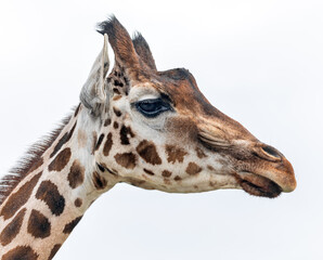 Head of a Giraffe (Giraffa camelopardalis) - isolated on white background