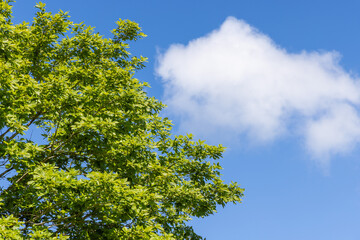 green leaves and sky