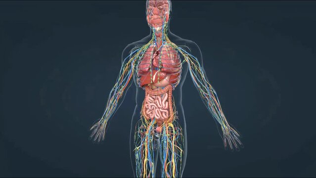 Human urinary system
