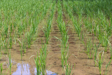 rice field on the river