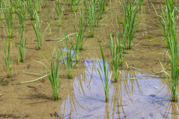 grass and water