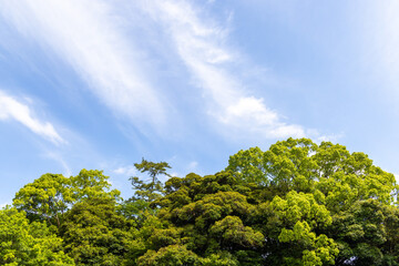 Obraz premium trees and sky