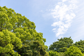 Fototapeta premium trees in the park