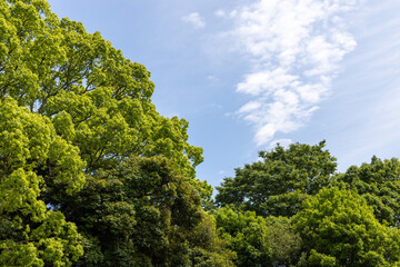 Obraz premium trees and sky