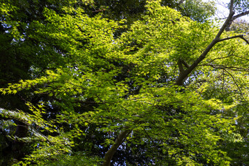 green moss on a tree
