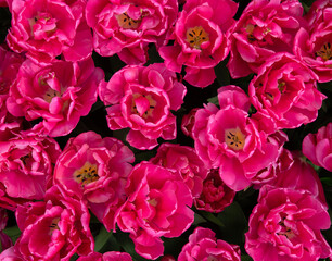 Tulips flowers blooming in the spring