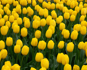 Obraz premium Tulips flowers blooming in the spring
