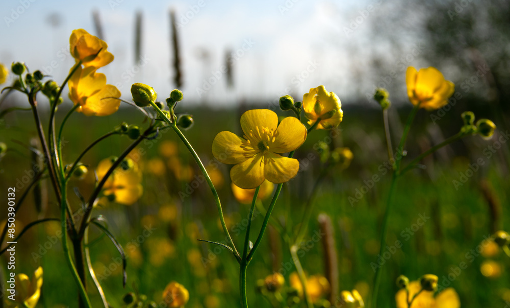 Poster wild yellow flower on the field