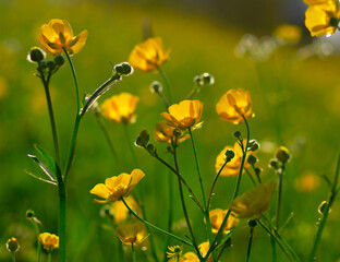 Wild yellow flower on the field