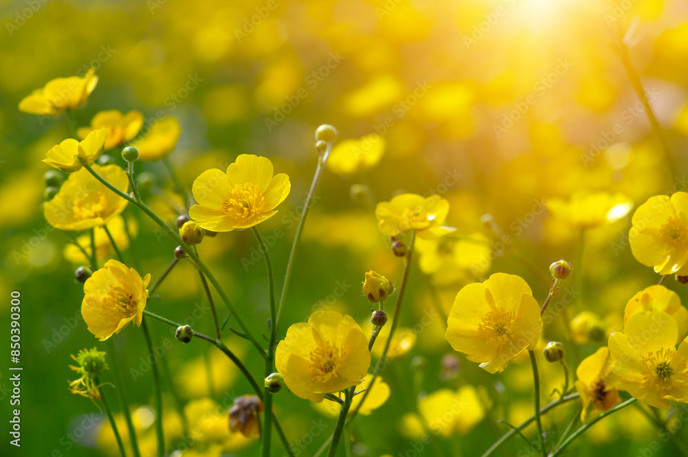 Canvas Prints Spring yellow flowers on a field