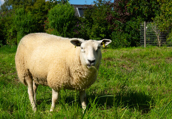 Fototapeta premium Sheep on green grass