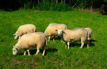 Sheep on green grass