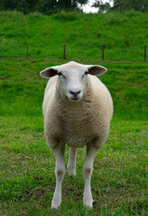 Sheep grazing  on a farm
