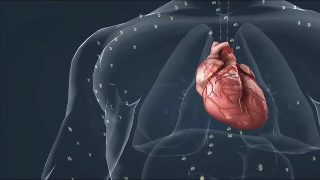 Mechanism of action of Thyroid gland and release of thyroxine in body