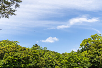 green field and blue sky