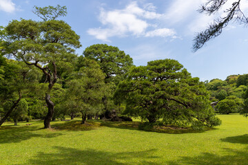 trees in the park