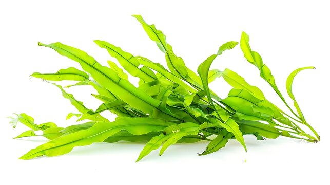 Aquatic plant java fern microsorum pteropus  narrow isolated on white background with clipping path : Generative AI