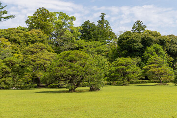 trees in the park