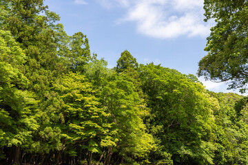 trees in the forest