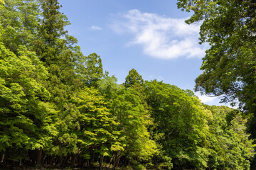 trees in the woods