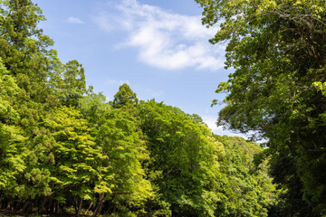 trees in the forest