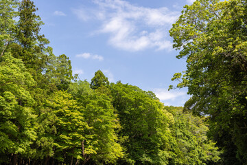 trees and sky