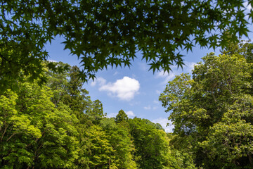 Obraz premium trees in the forest