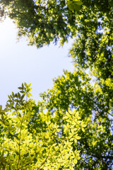 leaves in the sun