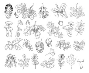 Autumn botanical line drawing set, hand drawn fall plants (leaves, acorns, mushrooms, fir cones and branches), line drawing vector illustration © nastyasklyarova