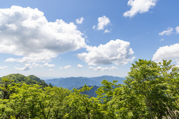 trees and clouds